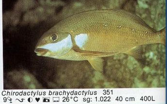 Chirodactylus brachydactylus